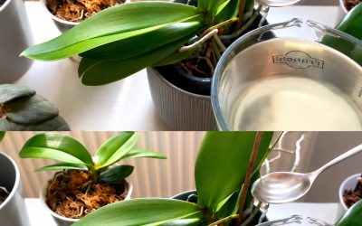 Orchideen, 1 Esslöffel genügt und sie blühen ununterbrochen: sehr wirksamer Dünger