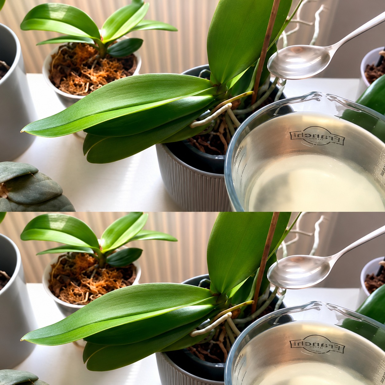 Orchideen, 1 Esslöffel genügt und sie blühen ununterbrochen: sehr wirksamer Dünger