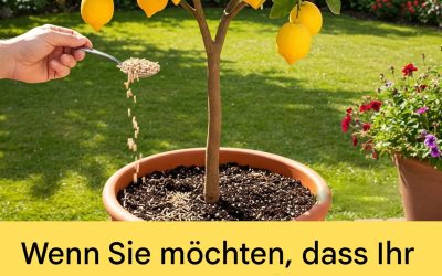 Wie man die Blüte von Zitronenbäumen mit einem natürlichen Trick anregt