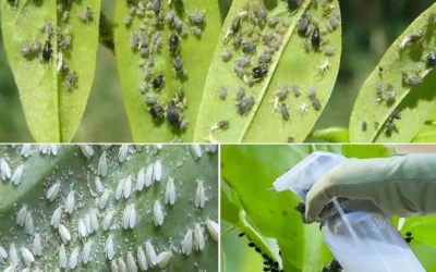 Die wirksamste natürliche Lösung zur Bekämpfung von Blattläusen und Gartenläusen an Pflanzen und Sämlingen