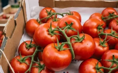 Tomaten essen: Welche Vorteile bieten sie?