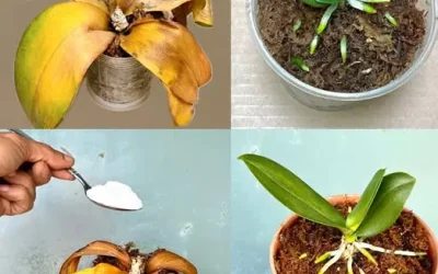 Verwelkte Orchidee: Nicht wegwerfen! So können Sie sie wiederbeleben.