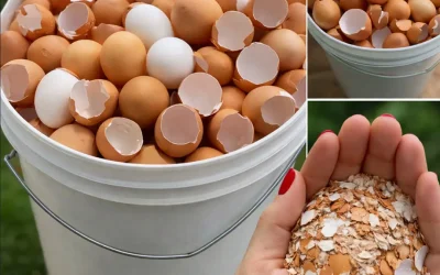 Warum sollte man Eierschalen kochen?