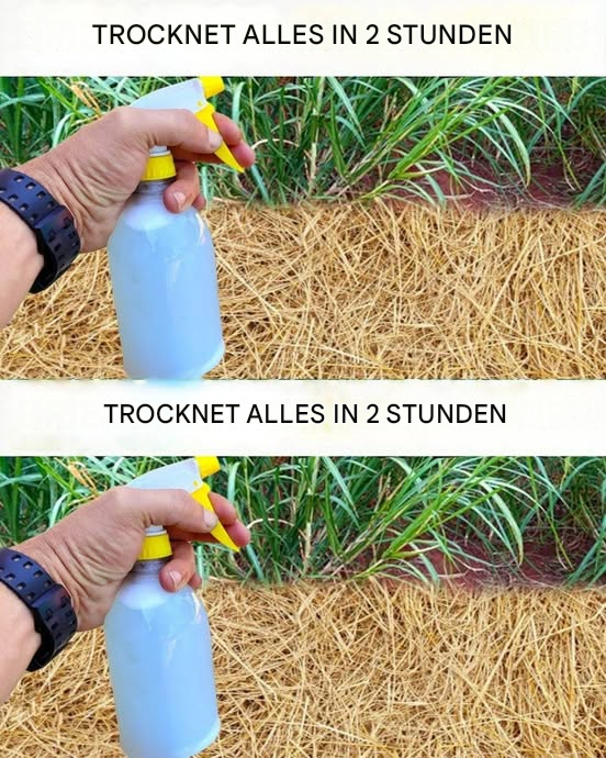 Bestes selbstgemachtes Unkrautvernichtungsmittel: Ungiftige Lösung (Trocknet Unkraut innerhalb von 2 Stunden)