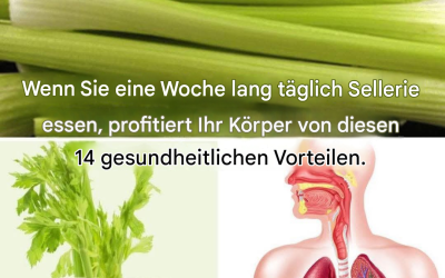 Wenn Sie eine Woche lang täglich Sellerie essen, könnte Ihr Körper von diesen 14 gesundheitlichen Vorteilen profitieren.