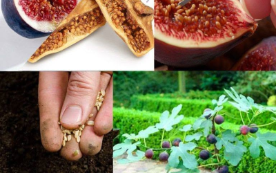 Wie man aus frischen Feigen einen Feigenbaum zieht: Eine einfache und natürliche Methode