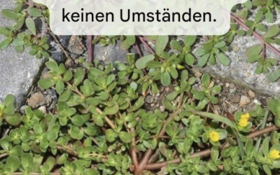 8 Gründe, Portulak wachsen zu lassen – das „Unkraut“, das eigentlich ein Superfood ist