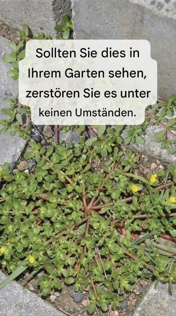 8 Gründe, Portulak wachsen zu lassen – das „Unkraut“, das eigentlich ein Superfood ist
