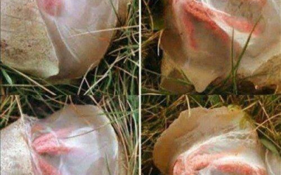 Ich roch etwas Seltsames in meinem Garten – was ich fand, lehrte mich eine stille Lektion