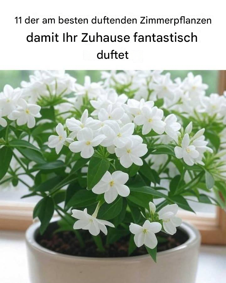 11 der am besten duftenden Zimmerpflanzen, die Ihr Zuhause herrlich duften lassen