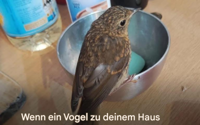Wenn ein Vogel in Ihr Haus fliegt, seien Sie vorsichtig, was passieren könnte… Mehr anzeigen