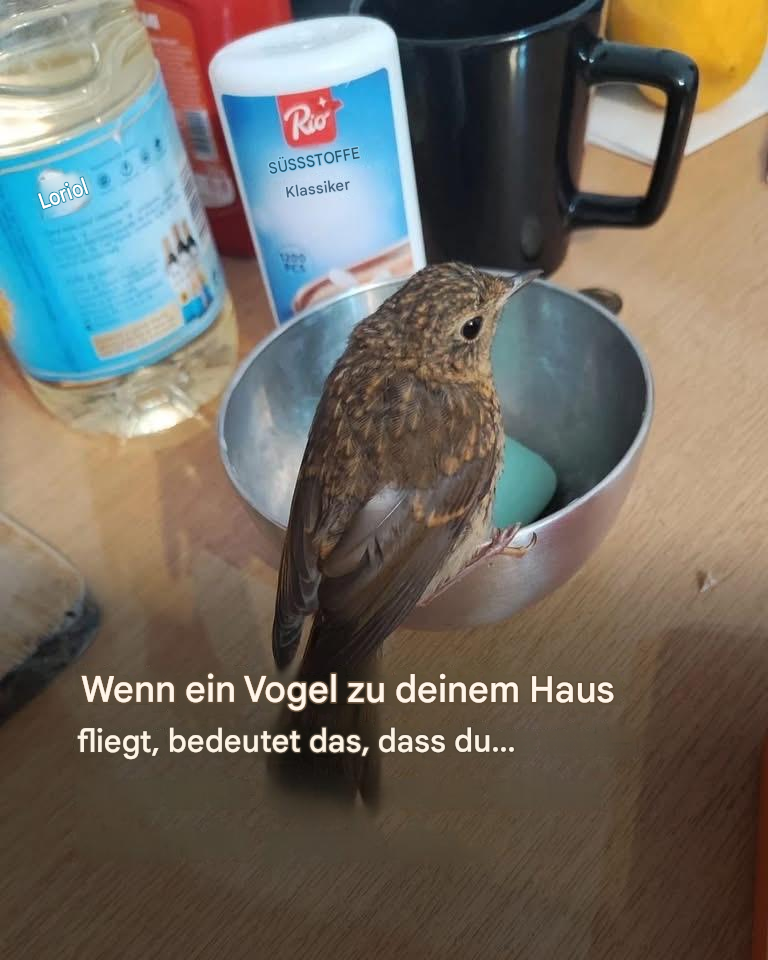 Wenn ein Vogel in Ihr Haus fliegt, seien Sie vorsichtig, was passieren könnte… Mehr anzeigen