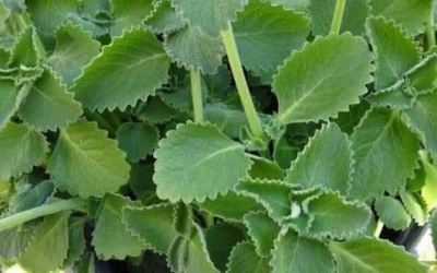 Eine wissenschaftliche Betrachtung der Rolle von Oregano bei der Förderung des Wohlbefindens
