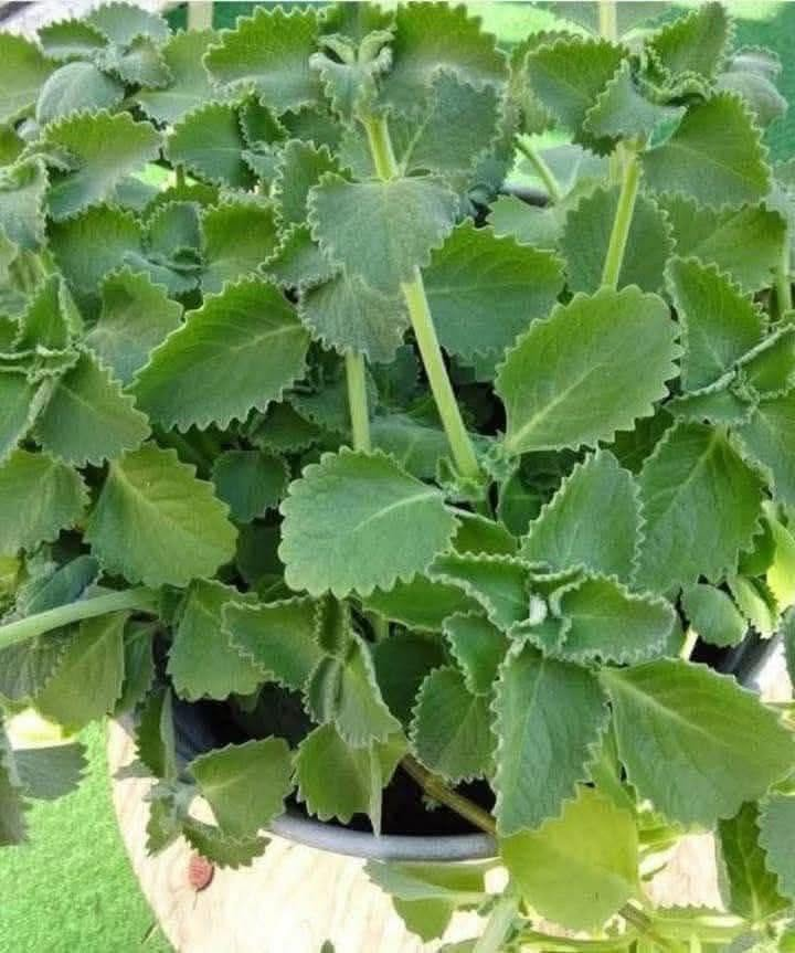 Eine wissenschaftliche Betrachtung der Rolle von Oregano bei der Förderung des Wohlbefindens