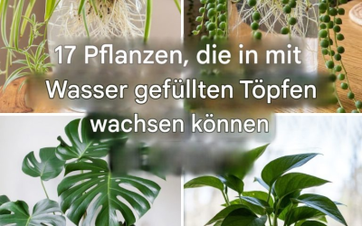 17 Pflanzen, die man in mit Wasser gefüllten Töpfen halten kann