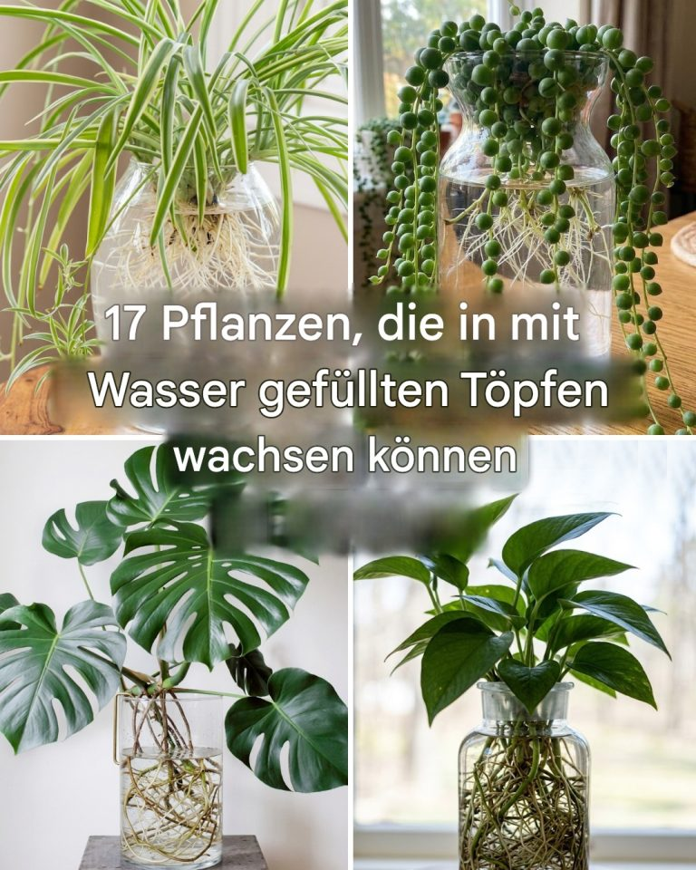 17 Pflanzen, die man in mit Wasser gefüllten Töpfen halten kann