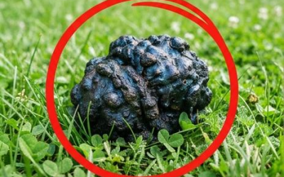 Mein Hund erstarrte im Gras und begann zu schnüffeln.