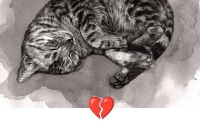 11 Anzeichen dafür, dass Ihre Katze im Sterben liegt