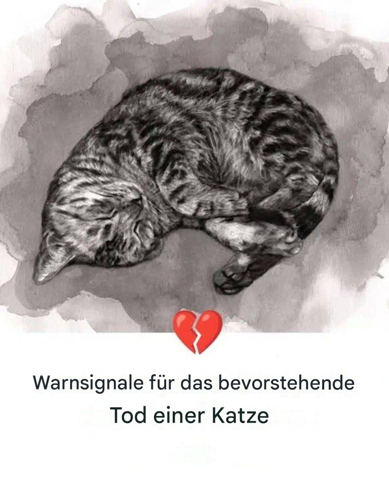 11 Anzeichen dafür, dass Ihre Katze im Sterben liegt
