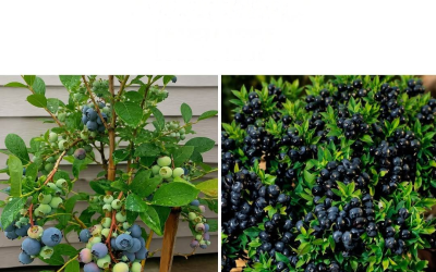 Pflanzen Sie Blaubeeren zu Hause an, um eine endlose Ernte zu erzielen.