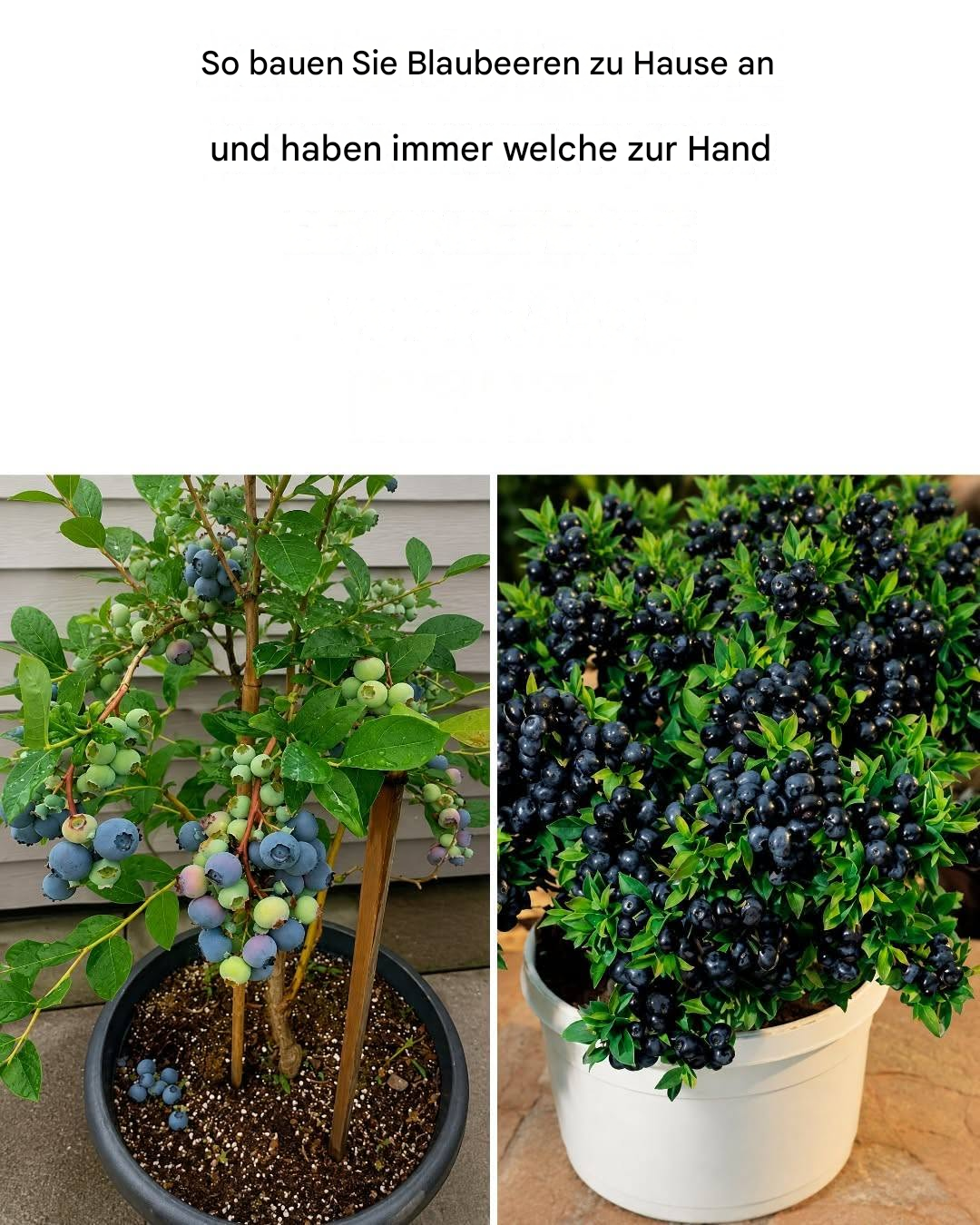 Pflanzen Sie Blaubeeren zu Hause an, um eine endlose Ernte zu erzielen.