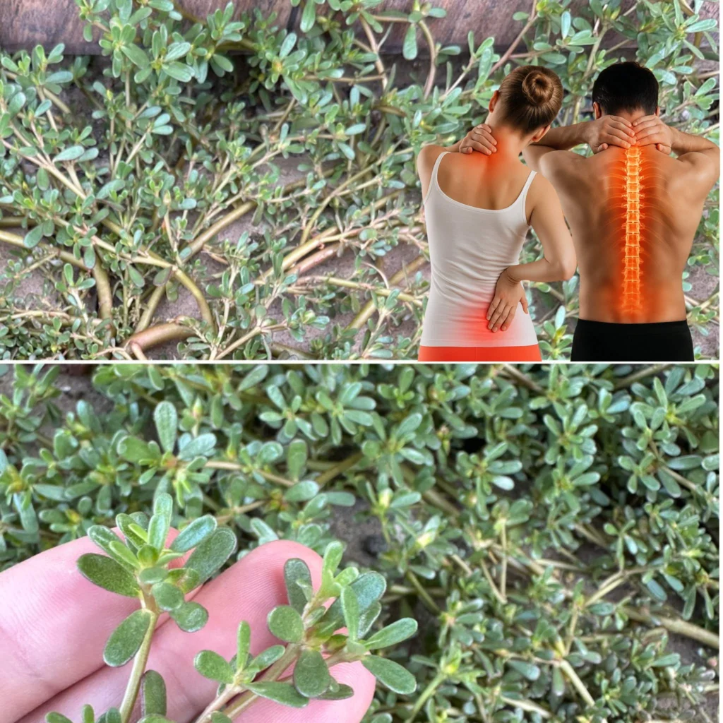 Entdecken Sie diese wenig bekannte Pflanze mit exquisitem Geschmack – 7 gute Gründe, sie in Ihrem Gemüsegarten anzubauen.