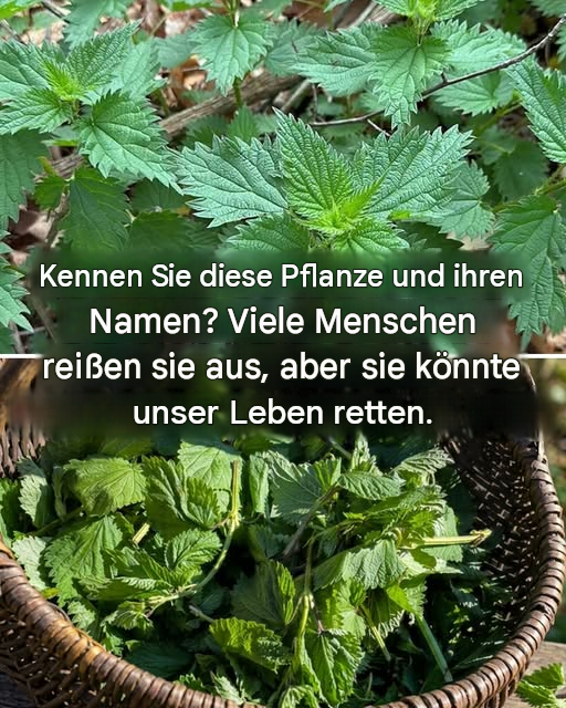 Vielleicht hast du sie schon achtlos zertreten oder entfernt. 🌿 Viele behandeln sie wie Unkraut, aber früher wurde sie genau wegen ihrer positiven Eigenschaften geerntet. Ich erkläre das im ersten Kommentar 👇