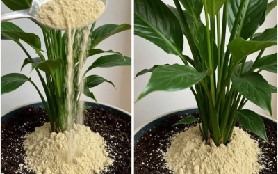 Pflegehinweise für Spathiphyllum: Wie Sie mit einfachen, natürlichen Nährstoffen ein gesundes Wachstum und eine üppigere Blüte fördern.
