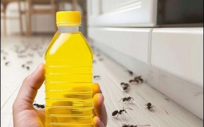 Ameisen in 4 Minuten loswerden: Eine einfache, natürliche Lösung für Ihr Zuhause
