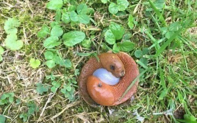 Ich entdeckte diesen Anblick in meinem Garten, habe lange darüber nachgedacht, aber das ist dabei herausgekommen.