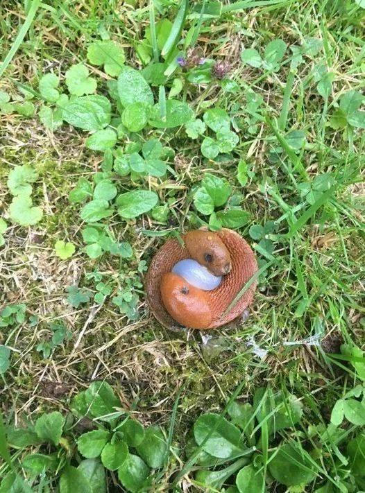 Ich entdeckte diesen Anblick in meinem Garten, habe lange darüber nachgedacht, aber das ist dabei herausgekommen.