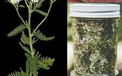 🌿 Sie wächst überall, aber die meisten Menschen kennen die Kraft dieser Pflanze nicht… 💬