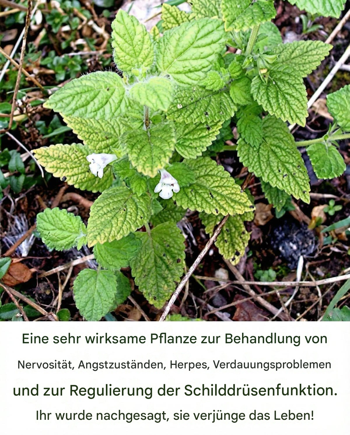 Eine sehr wirksame Pflanze zur Behandlung von Nervosität, Angstzuständen, Herpes, Verdauungsproblemen und zur Regulierung der Schilddrüsenfunktion. Ihr wurde nachgesagt, sie verjünge das Leben!