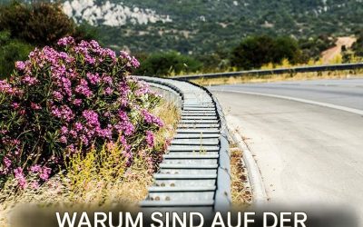 Warum stehen immer Oleander an der Autobahn? Es geht nicht nur um die Ästhetik.
