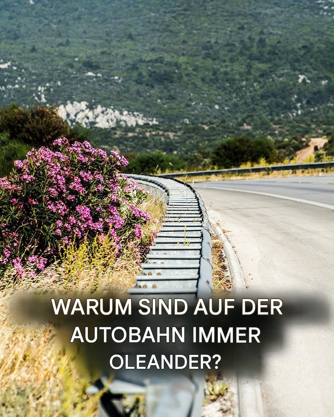 Warum stehen immer Oleander an der Autobahn? Es geht nicht nur um die Ästhetik.