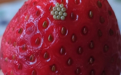 Ich habe meine Beeren in Salzwasser eingeweicht und dabei kamen diese weißen, zappelnden Dinger heraus. Soll ich sie einfach wegwerfen?