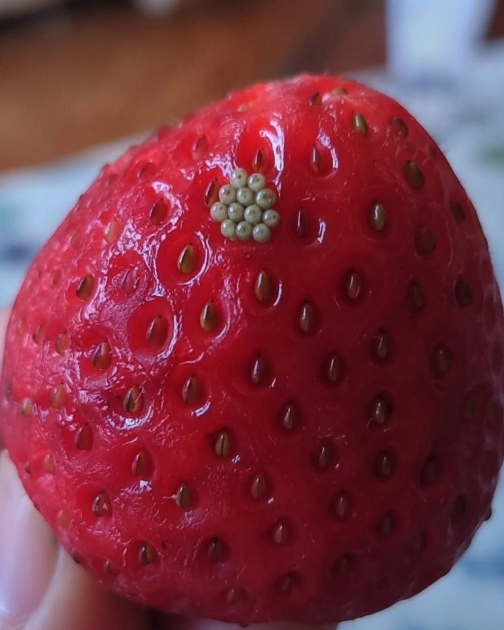 Ich habe meine Beeren in Salzwasser eingeweicht und dabei kamen diese weißen, zappelnden Dinger heraus. Soll ich sie einfach wegwerfen?
