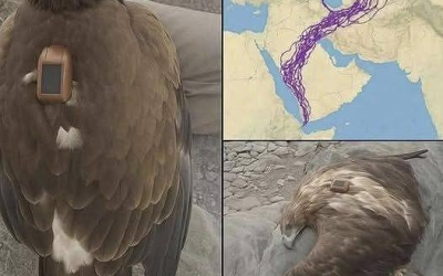Was verursacht den V-förmigen Flug von Zugvögeln?