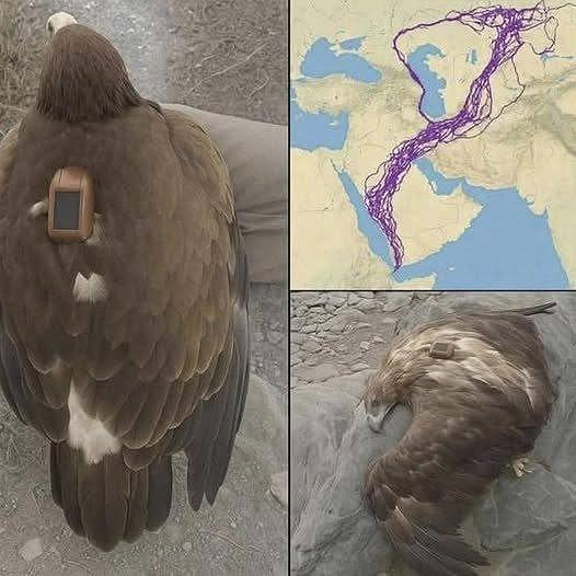 Was verursacht den V-förmigen Flug von Zugvögeln?