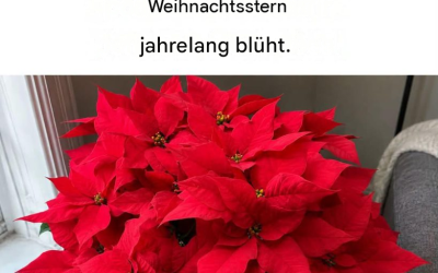 So bringen Sie Ihren Weihnachtsstern zum Blühen: 4 narrensichere Tipps, damit er seine Blüten nicht verliert