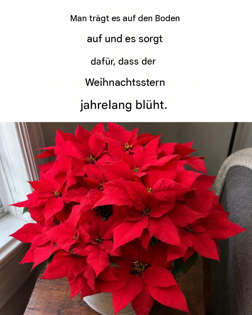 So bringen Sie Ihren Weihnachtsstern zum Blühen: 4 narrensichere Tipps, damit er seine Blüten nicht verliert