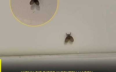 Die in vielen Haushalten verbreitete Badezimmerfliege – und was kann auf ihre Anwesenheit hinweisen?