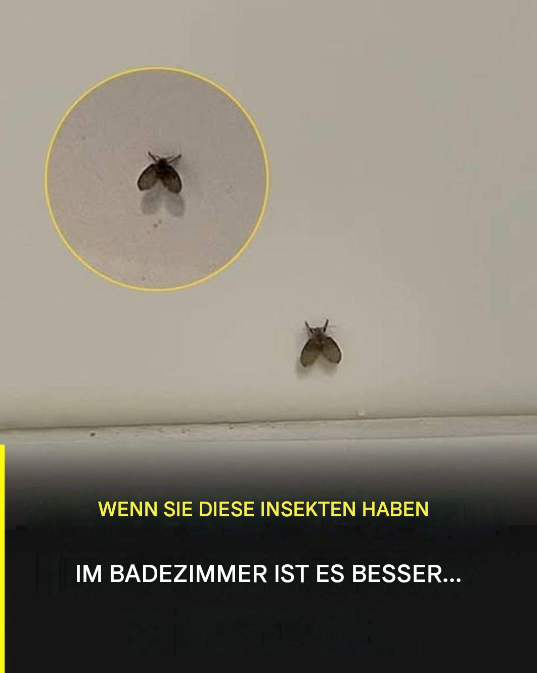 Die in vielen Haushalten verbreitete Badezimmerfliege – und was kann auf ihre Anwesenheit hinweisen?