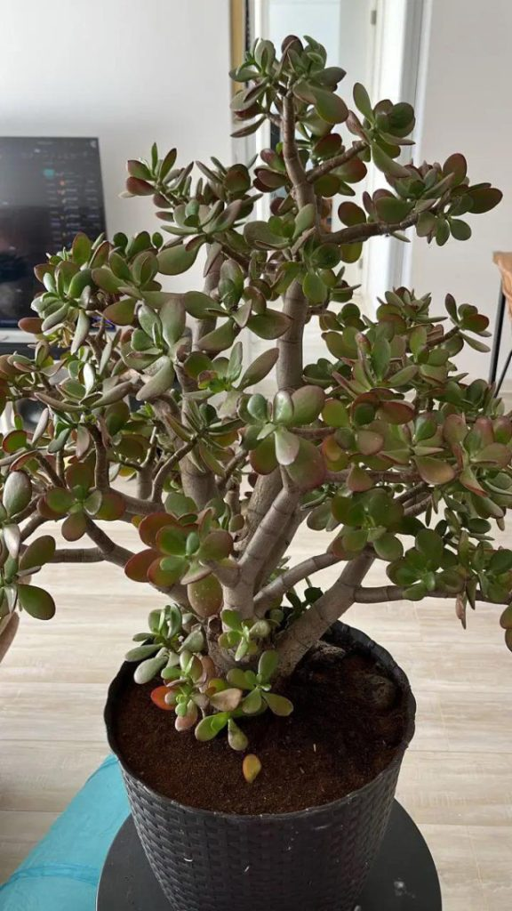 Viele Menschen ziehen einen „Geldbaum“ zu Hause. Doch hier ist, was nur wenige über diese Pflanze wissen.