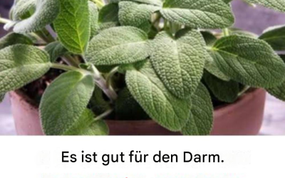 Die Vorteile dieser essentiellen Pflanze für die Gehirngesundheit bei Erwachsenen über 60
