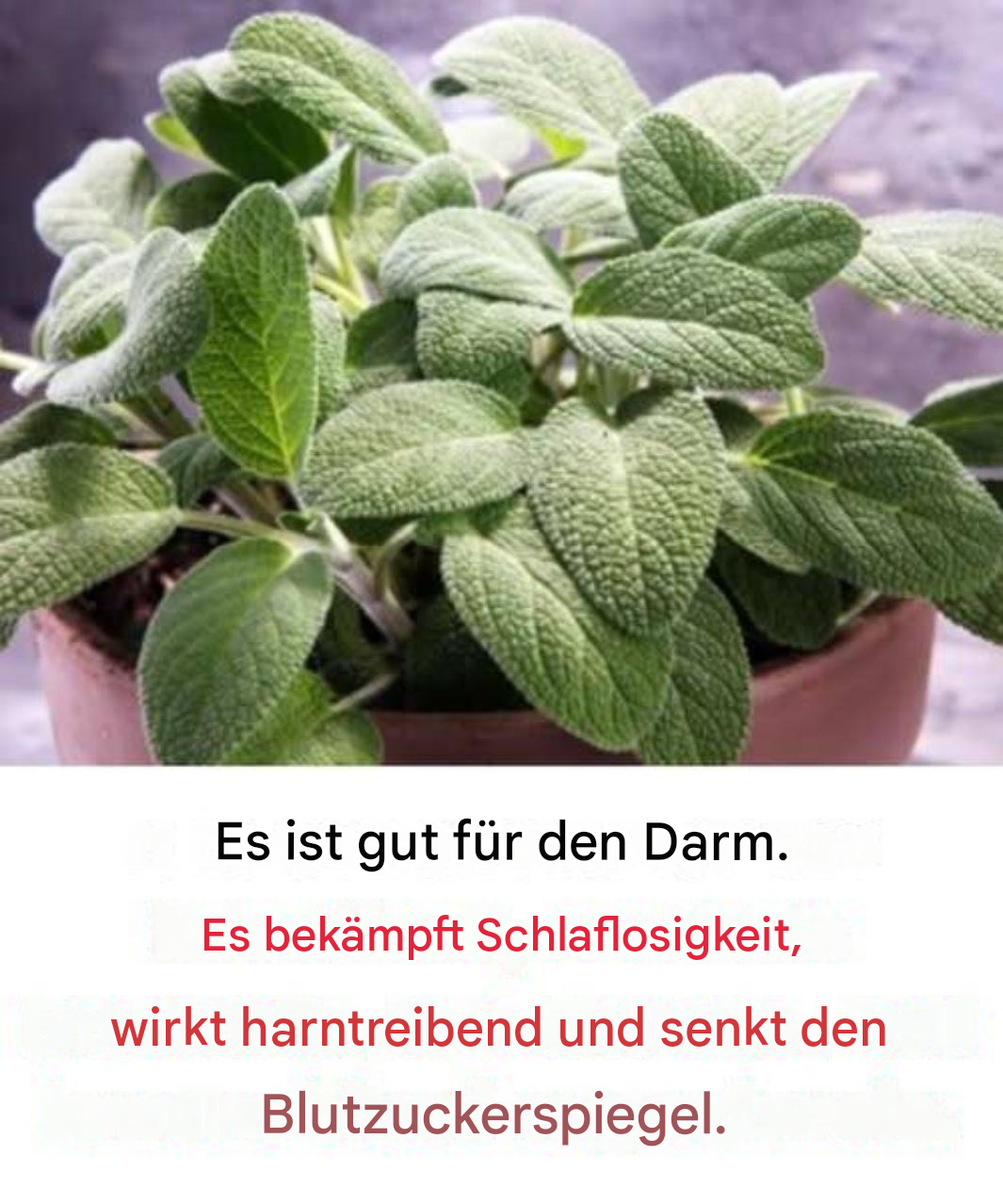 Die Vorteile dieser essentiellen Pflanze für die Gehirngesundheit bei Erwachsenen über 60
