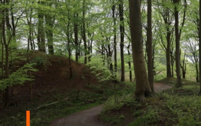 13-jähriges Mädchen im Wald vergewaltigt – Empörung nach Bekanntwerden der Identität des Verdächtigen