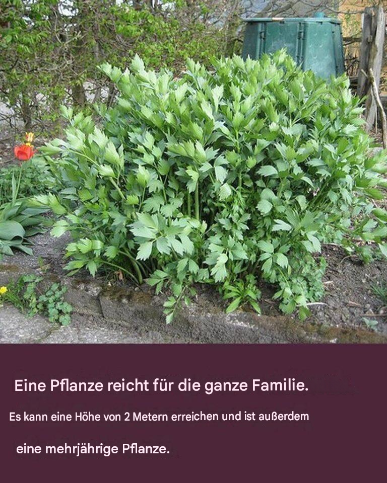 Eine Pflanze reicht für die ganze Familie. Sie kann bis zu 2 Meter hoch werden und ist mehrjährig.