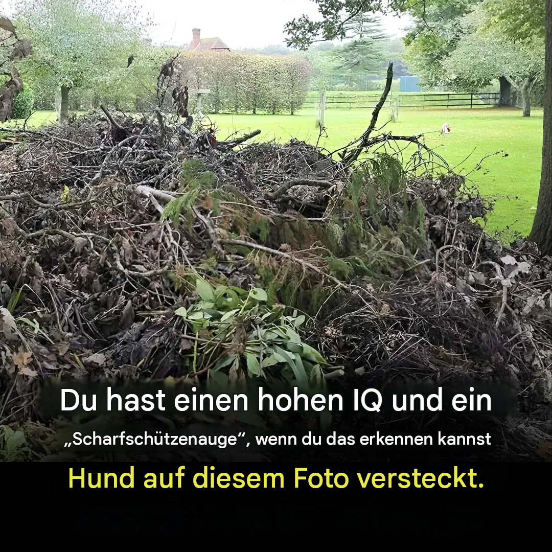 Dieser Sehtest wird Sie sprachlos machen: Auf diesem Bild ist ein Hund versteckt, und nur die Aufmerksamsten werden ihn finden können.