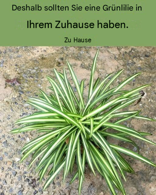 Warum Sie eine Grünlilie in Ihrem Zuhause haben sollten 👇